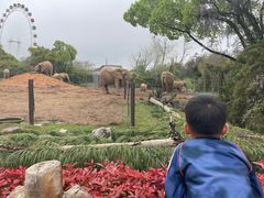 -上海野生动物园老虎餐厅