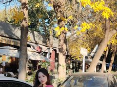 -三里屯东五街银杏大道