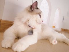 -猫在这儿猫咪咖啡馆·撸猫馆