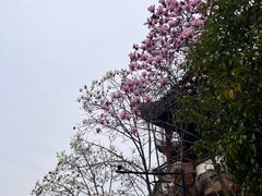 -八大山人梅湖景区