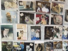 -佑安动物医院·全科·内窥镜中心(幸福巷店)