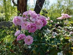 -济南国际园博园