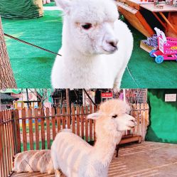 -萌宠亲子动物乐园(槐房万达店)