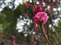 -富乐山