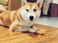 -柴务处·柴犬主题狗咖
