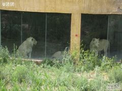 -新疆天山野生动物园