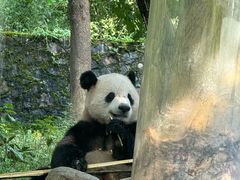 -都江堰中华大熊猫苑