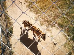 -西霞口神雕山野生动物世界