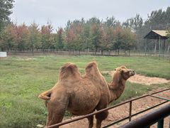 -秦皇岛野生动物园