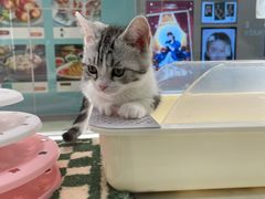 -babydoll猫舍·米努特·德文·缅因(久光中心店)