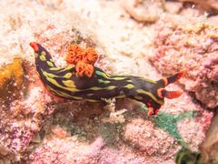 -卡帕莱度假村(西巴丹岛)