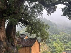 -杨家堂村
