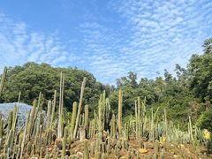 -深圳仙湖植物园