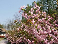 -金鸡湖桃花岛
