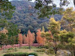 -广州市石门国家森林公园