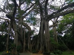 -瑞丽独树成林风景区