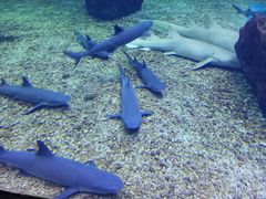 -多彩贵州城极地海洋世界