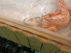 -上海大自然野生昆虫馆(东方明珠·爬宠昆虫探索中心)