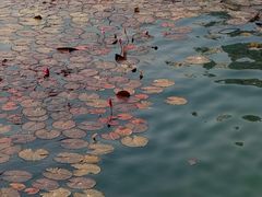 -荔湾湖公园