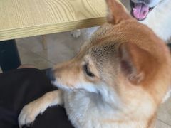 -汪说·狗咖(旺城大厦店)
