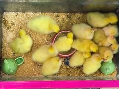 -花鸟鱼虫鲜花绿植市场(玉泉路店)