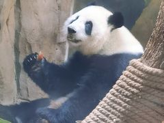-成都动物园