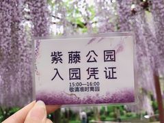 -嘉定紫藤园