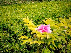 -黄村公园