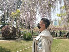 -嘉定紫藤园