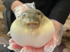 -肆月河豚·新淮扬(金融街店)