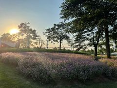 -芒洲湿地公园