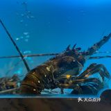 深夜打卡活泼水产