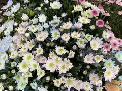 -循礼门鲜花花市(武汉循礼门店)