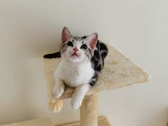 -猫大福·Fortune Cat猫舍(百子湾店)