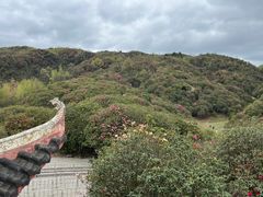 -贵州百里杜鹃风景名胜区