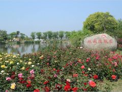 -鹅湖玫瑰文化园