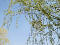 -济南国际园博园