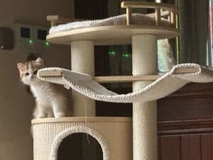-贝利宠物医院·骨科·眼科·肿瘤转诊中心(南坪诊疗中心)