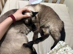 -藏猫猫咖啡主题馆(中央大道店)