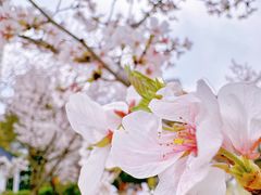 -新虹桥中心花园