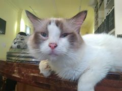-猫色咖啡·猫咖