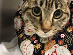 -萌兽医馆·宠物医院·猫骨科(创景店)