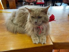-蓝鲸·缅因猫舍