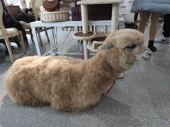 -共舞时光猫咖·狗咖(新街口店)