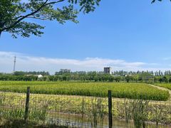 -上海长兴岛郊野公园