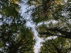 -上海滨江森林公园