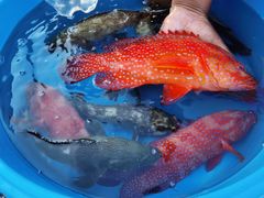 -仙本那渔人码头餐厅
