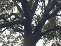 -西湖外事游船(花港观鱼码头)