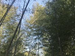 -宁波浙东大竹海景区