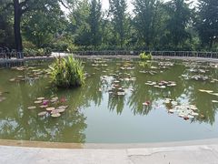 -莲花池公园